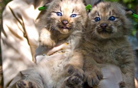Surpriza pentru o familie care a crezut ca a adoptat "doi pisoi"
