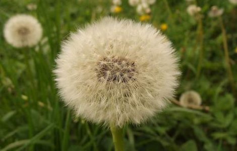 10 beneficii incredibile ale Papadiei