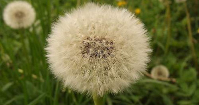 10 beneficii incredibile ale Papadiei