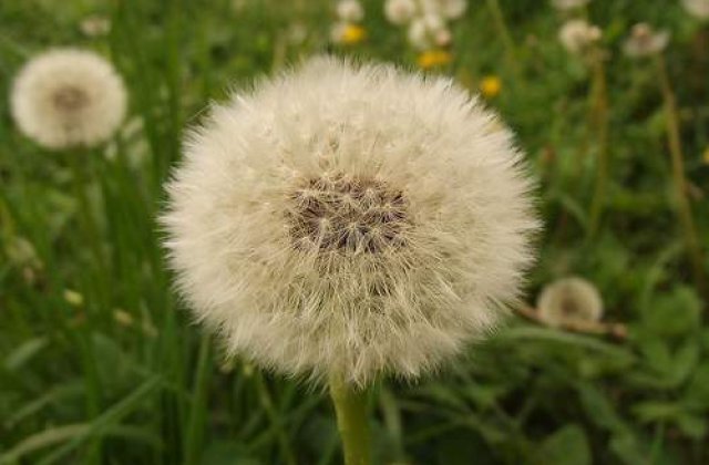 10 beneficii incredibile ale Papadiei