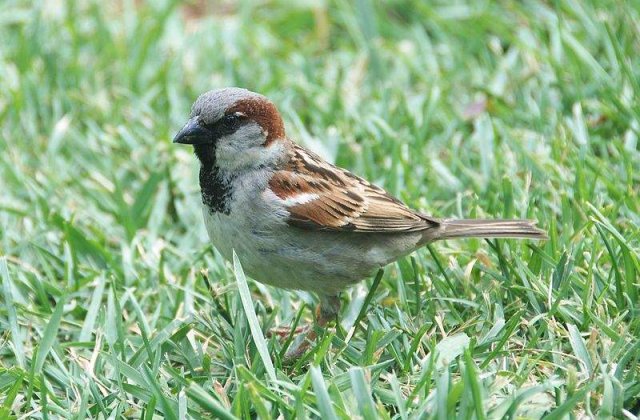 Cum se injura pasarile?