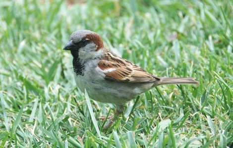 Cum se injura pasarile?