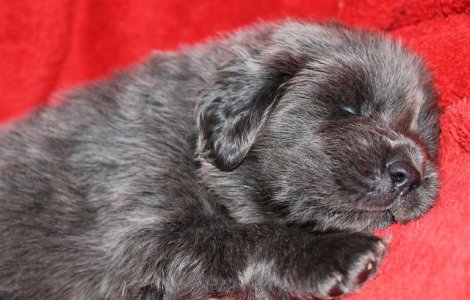 Surpriza pentru o familie care a cumparat un Mastiff tibetan / VIDEO