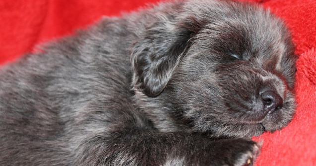 Surpriza pentru o familie care a cumparat un Mastiff tibetan / VIDEO