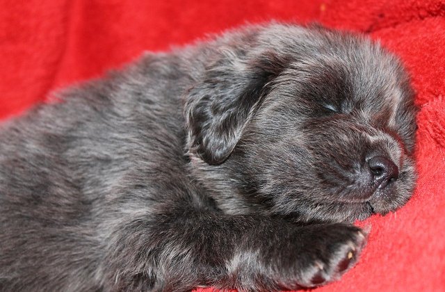 Surpriza pentru o familie din China care a crezut ca a crescut un Mastiff tibetan/ VIDEO