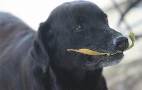 Inventiv! Ce metoda a gasit un caine ca sa primeasca prajituri in fiecare zi