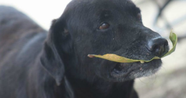 Intuitiv! Ce metoda a gasit un caine ca sa primeasca mancare