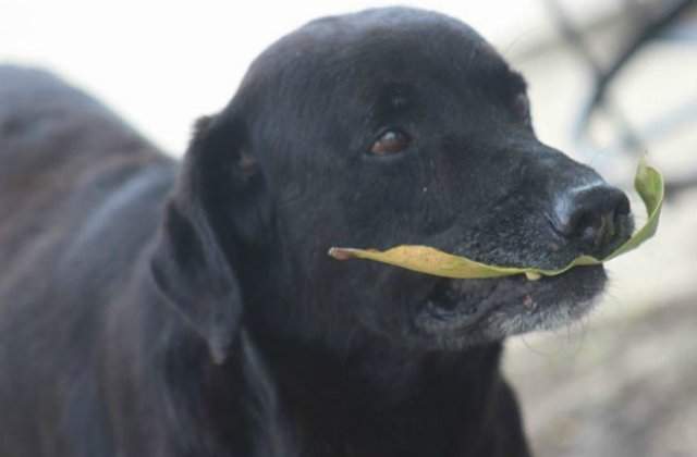 Inventiv! Ce metoda a gasit un caine ca sa primeasca prajituri in fiecare zi