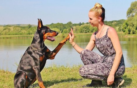  Top  Top 10 cei mai destepti caini din lume