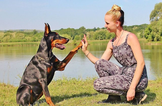 Top 10 cei mai destepti caini din lume