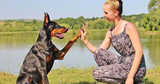  Top  Top 10 cei mai destepti caini din lume