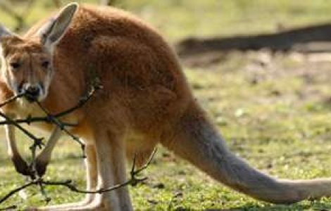 Australieni, mancati cangur!