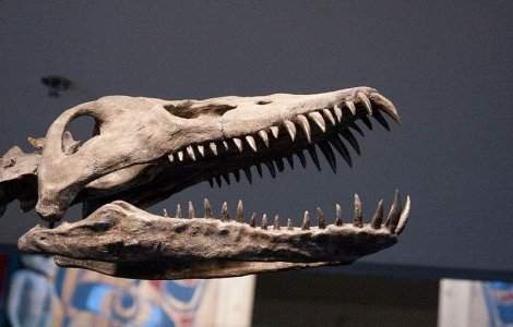 Noi descoperiri despre Plesiozauri