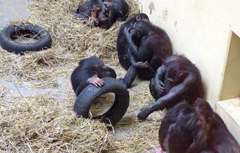 Cea mai desteapta maimuta