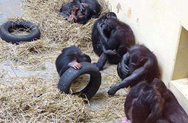 Cea mai desteapta maimuta