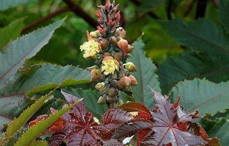 Al-Qaida pregateste o noua arma