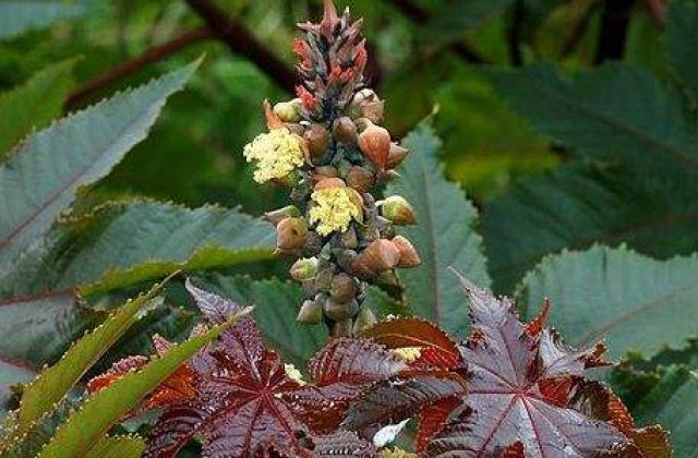 Al-Qaida pregateste o noua arma