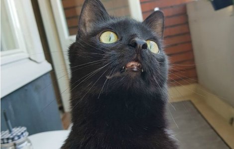 Reactia amuzanta a unei pisici care iese prima oara pe balcon