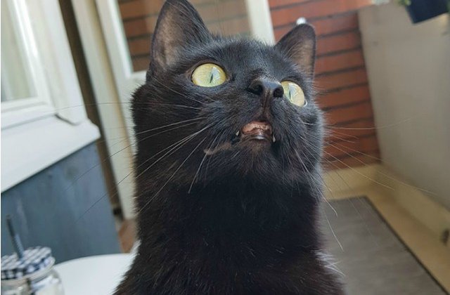 Reactia amuzanta a unei pisici care iese prima oara pe balcon