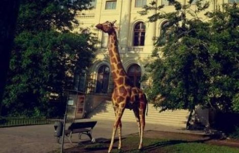 Salariatii din muzee au protestat fata de nivelul de salarizare si conditiile de munca