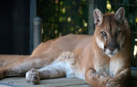 Doi biciclisti au fost atacati de o puma in statul Washington; unul dintre ei a decedat