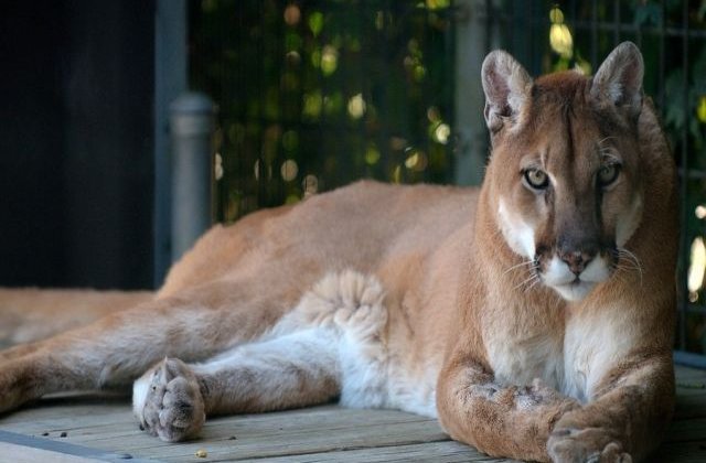 Doi biciclisti au fost atacati de o puma in statul Washington; unul dintre ei a decedat