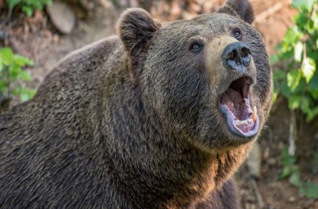 O turista din Ungaria a fost muscata de urs in timp ce incerca sa-si faca un selfie cu animalul