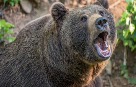 O turista din Ungaria a fost muscata de urs in timp ce incerca sa-si faca un selfie cu animalul