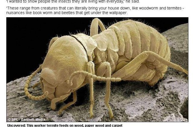 Lumea nevazuta a insectelor din viata noastra