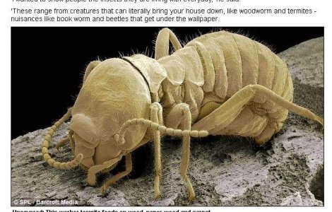 Lumea nevazuta a insectelor din viata noastra