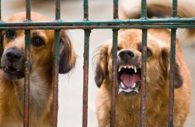 Tot mai multe victime ale cainilor maidanezi