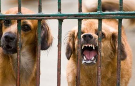 Tot mai multe victime ale cainilor maidanezi