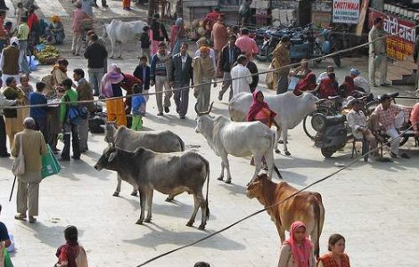  Top  Studiu demografic: Se schimba "culoarea" populatiei globale