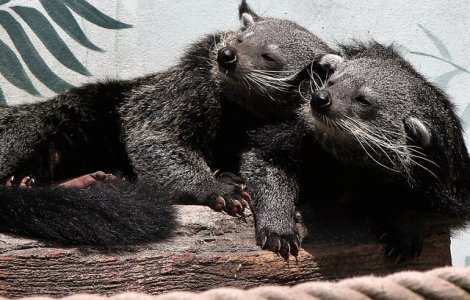  Top  10+ animale mai putin cunoscute care te vor cuceri cu dragalasenia lor