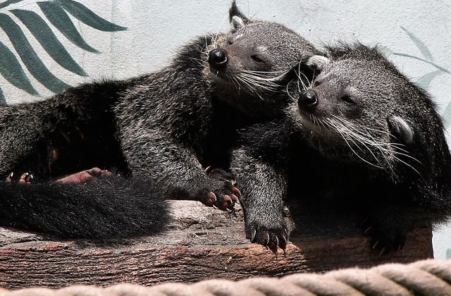 10+ animale mai putin cunoscute care te vor cuceri cu dragalasenia lor