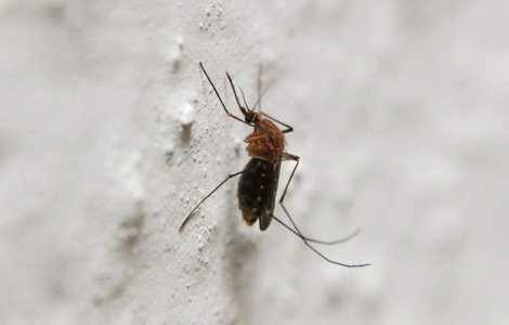 Virusul West Nile, confirmat la o batrana din Constanta