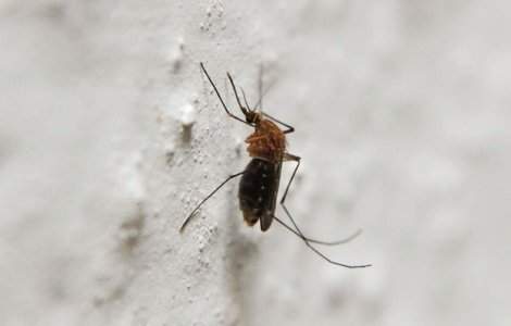 Virusul West Nile, confirmat la o batrana din Constanta