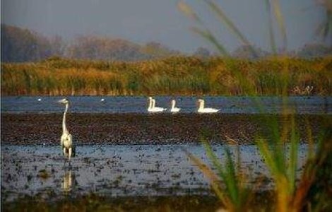  Video  Incendiu in Delta Dunarii. Au ars 300 de hectare de vegetatie