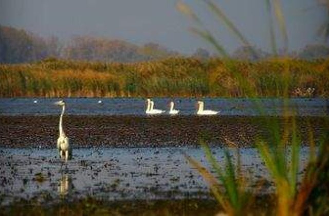 [VIDEO] Incendiu in Delta Dunarii. Au ars 300 de hectare de vegetatie