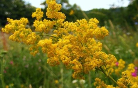 Cum va fi vremea de Rusalii, in Bucuresti si in tara