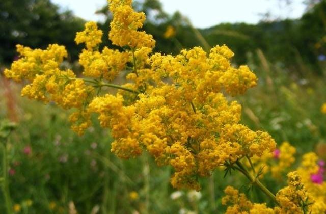 Cum va fi vremea de Rusalii, in Bucuresti si in tara