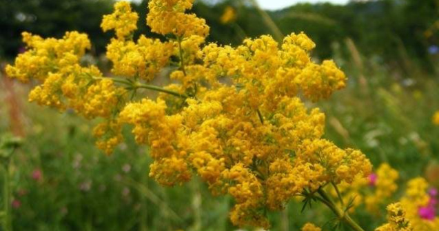 Cum va fi vremea de Rusalii, in Bucuresti si in tara