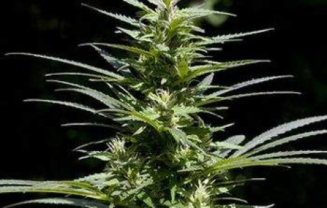 Laborator de canabis la domiciliu in Capitala
