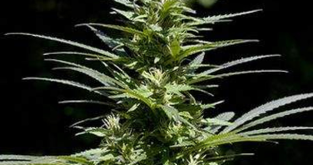 Laborator de canabis la domiciliu in Capitala