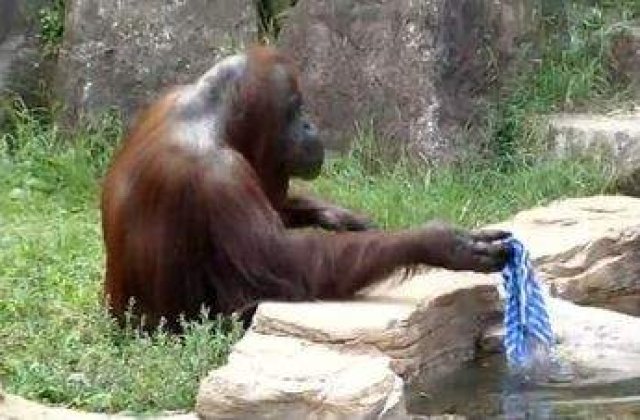 [VIDEO] Cat de inteligenti sunt urangutanii?