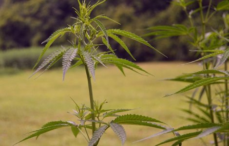 Doi barbati din Lipova, retinuti dupa ce au fost prinsi de autoritati in timp ce plantau cannabis