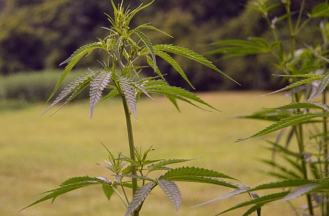 Doi barbati din Lipova, retinuti dupa ce au fost prinsi de autoritati in timp ce plantau cannabis