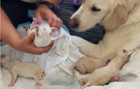 O catelusa a nascut in aeroport opt pui de labrador / VIDEO