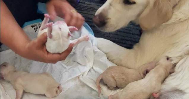 O catelusa a nascut in aeroport opt pui de labrador