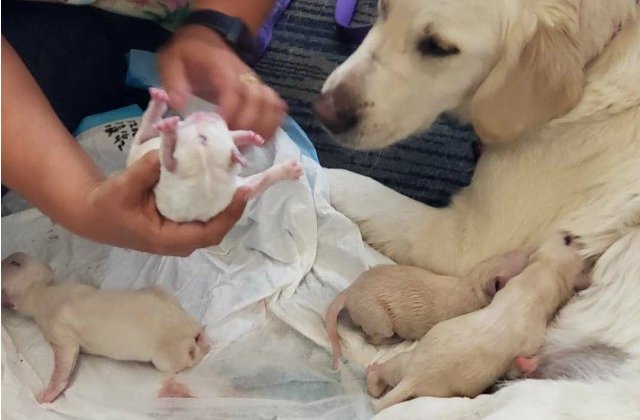 O catelusa a nascut in aeroport opt pui de labrador / VIDEO